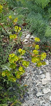 Euphorbia petrophila C. A. Mey. resmi