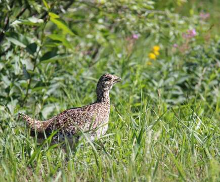 Image of Sharp-tailed Grouse