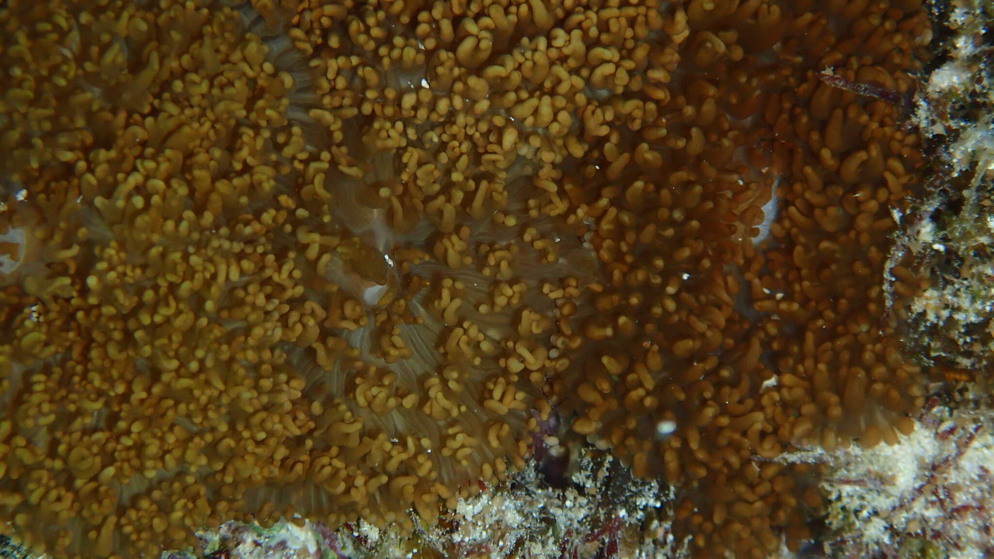 Image of red-mouth mushroom anemone