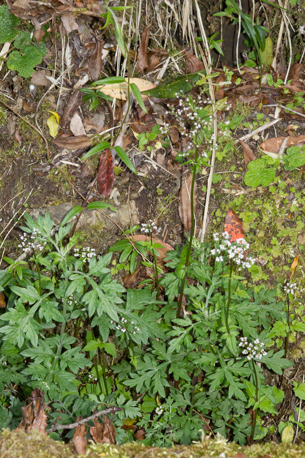 Image of Valeriana flaccidissima Maxim.