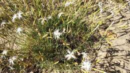 Image of Dianthus volgicus Juzepczuk