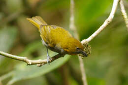 Image of Yellow-throated Bush Tanager