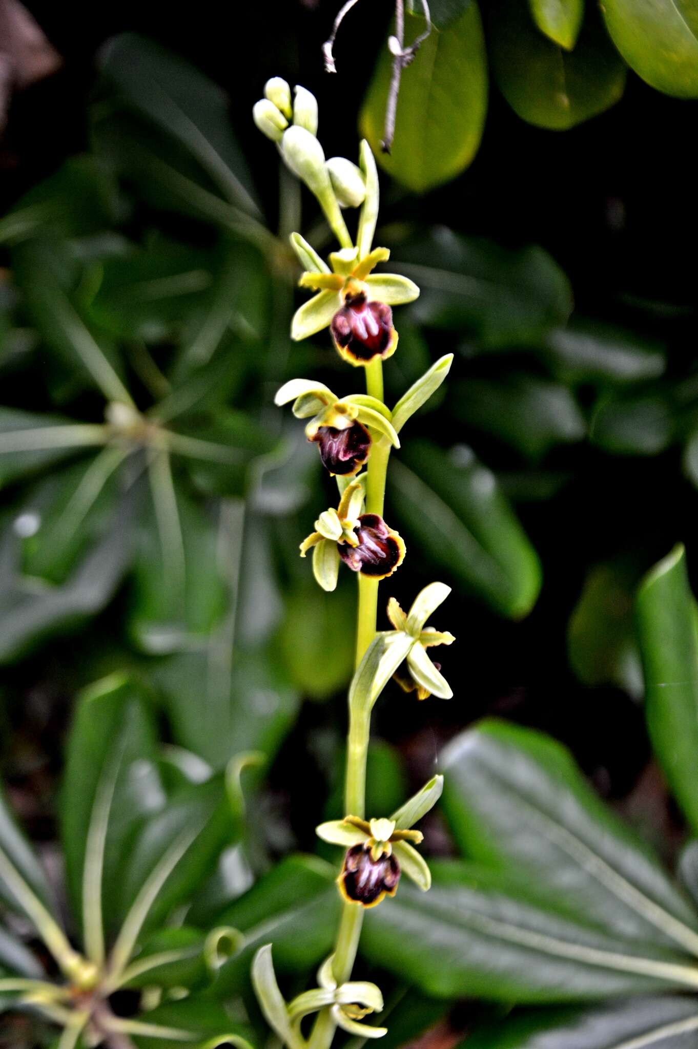 Image of Early spider orchid