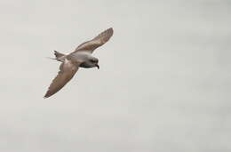 Image of fork-tailed storm-petrel