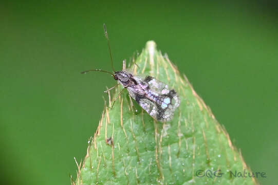 Plancia ëd Stephanitis (Stephanitis) pyrioides (Scott 1874)