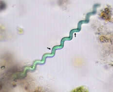 Image of Arthrospira jenneri