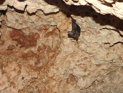 Image of Cozumelan golden bat