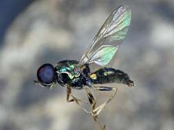 Image of Soldier fly