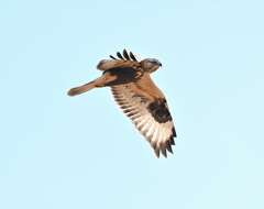 Image of Buteo lagopus sanctijohannis (Gmelin & JF 1788)