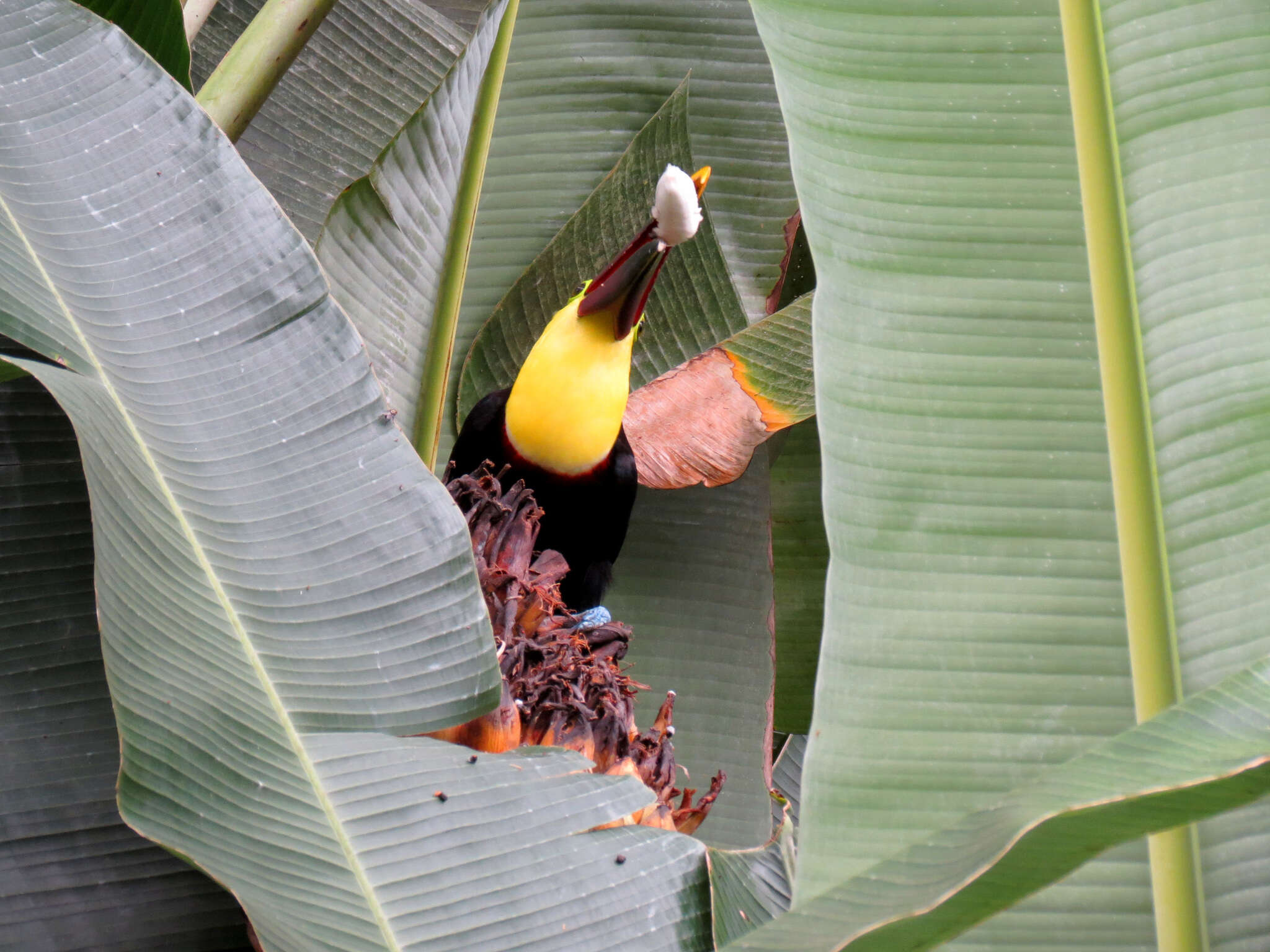 Plancia ëd Ramphastos ambiguus Swainson 1823