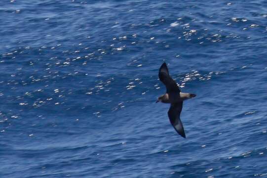 Image of Murphy's Petrel