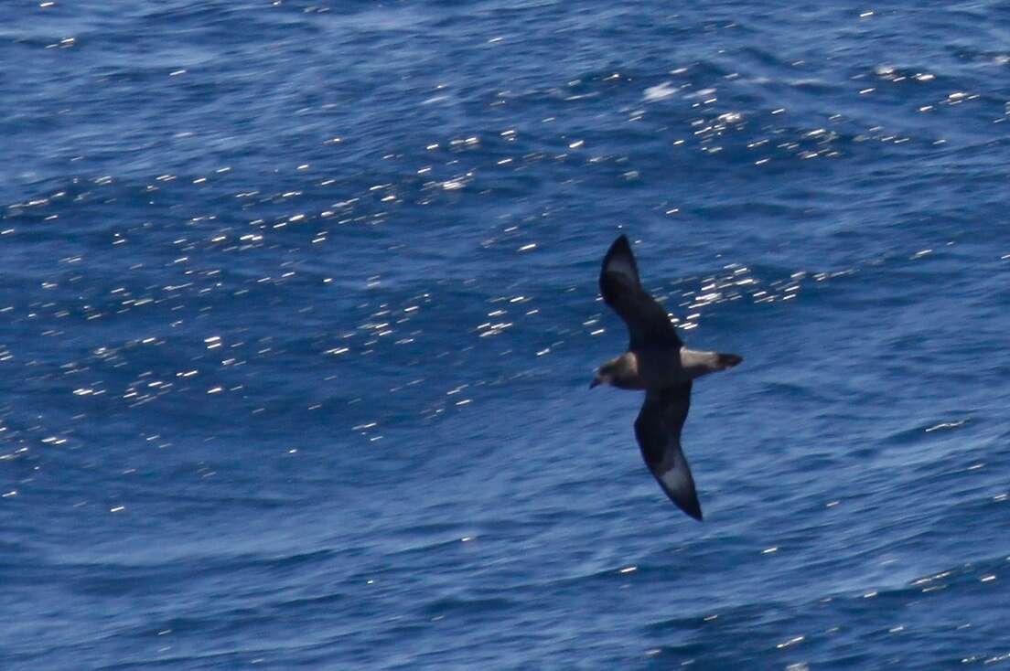 Image of Murphy's Petrel