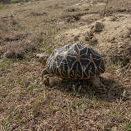 Imagem de Geochelone