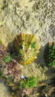 Image of Common limpet