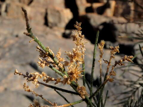 Image of Tamarix usneoides E. Mey.