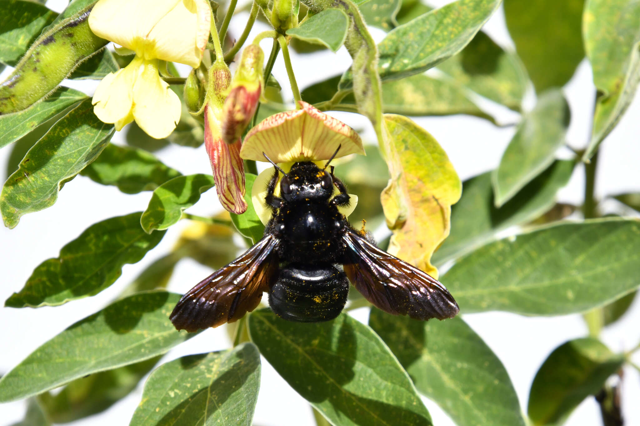 Plancia ëd Xylocopa mordax Smith 1874