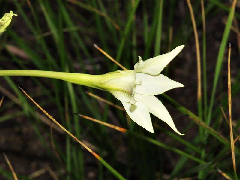 Image of Gladiolus longicollis Baker