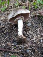 Image of Dark scaled mushroom