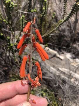 Aloiampelos decumbens (Reynolds) Klopper & Gideon F. Sm. resmi