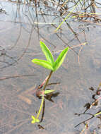 Image of bogbean