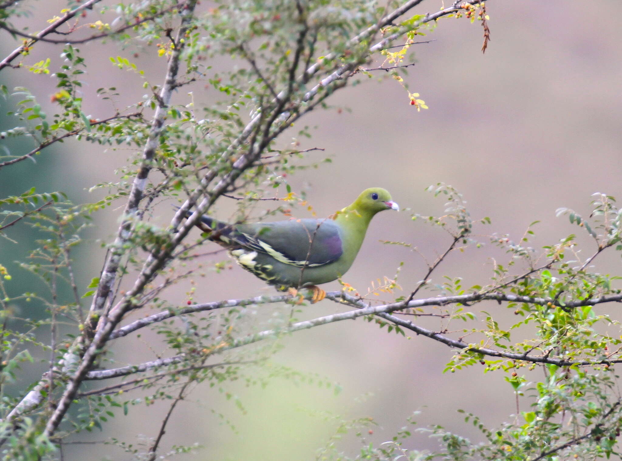 صورة Treron australis (Linnaeus 1771)