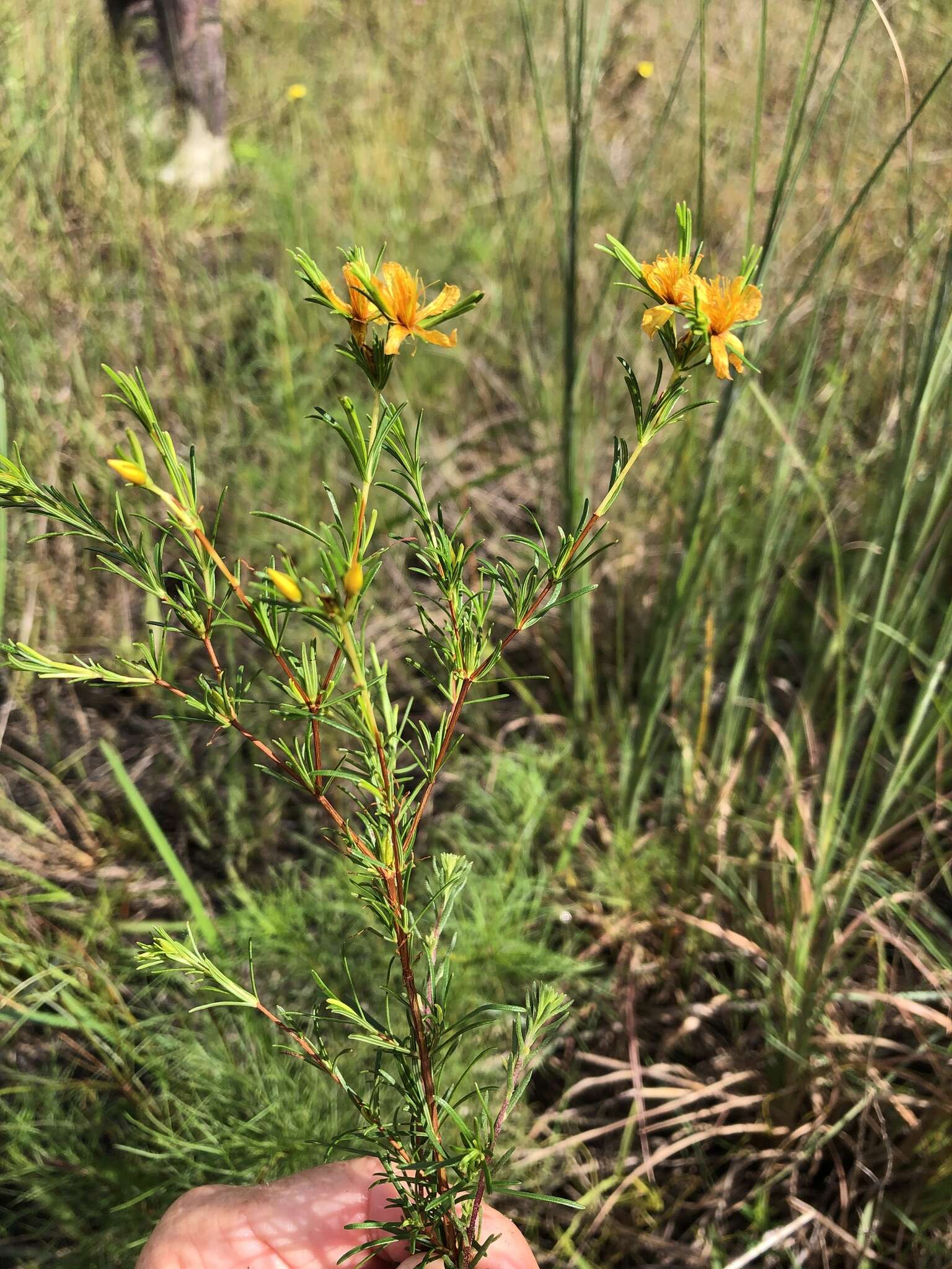 Image de Hypericum fasciculatum Lam.