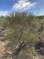 Image of Allocasuarina campestris (Diels) L. Johnson