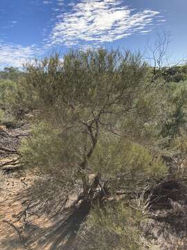 Image of Allocasuarina campestris (Diels) L. Johnson