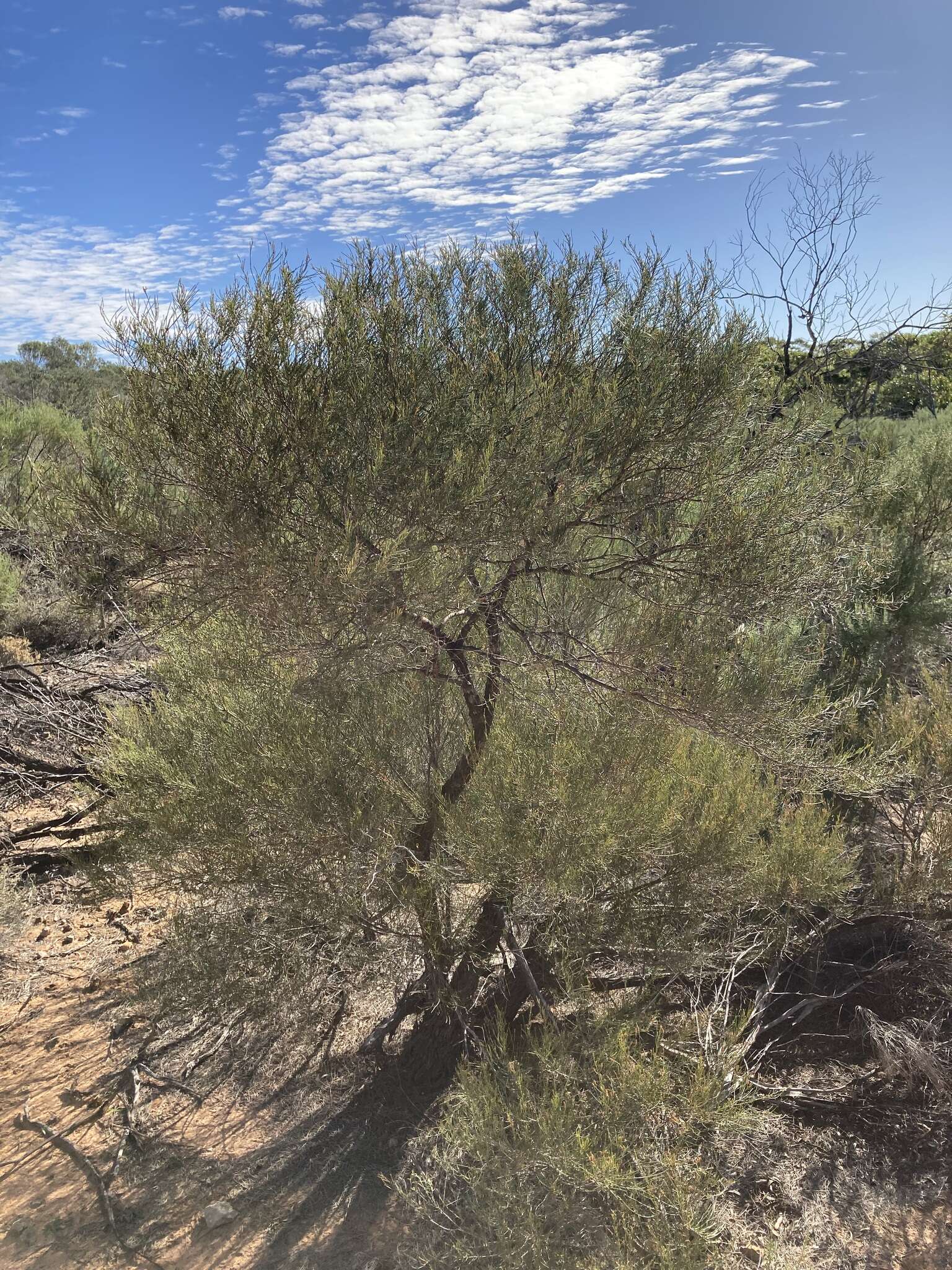 Image of Allocasuarina campestris (Diels) L. Johnson