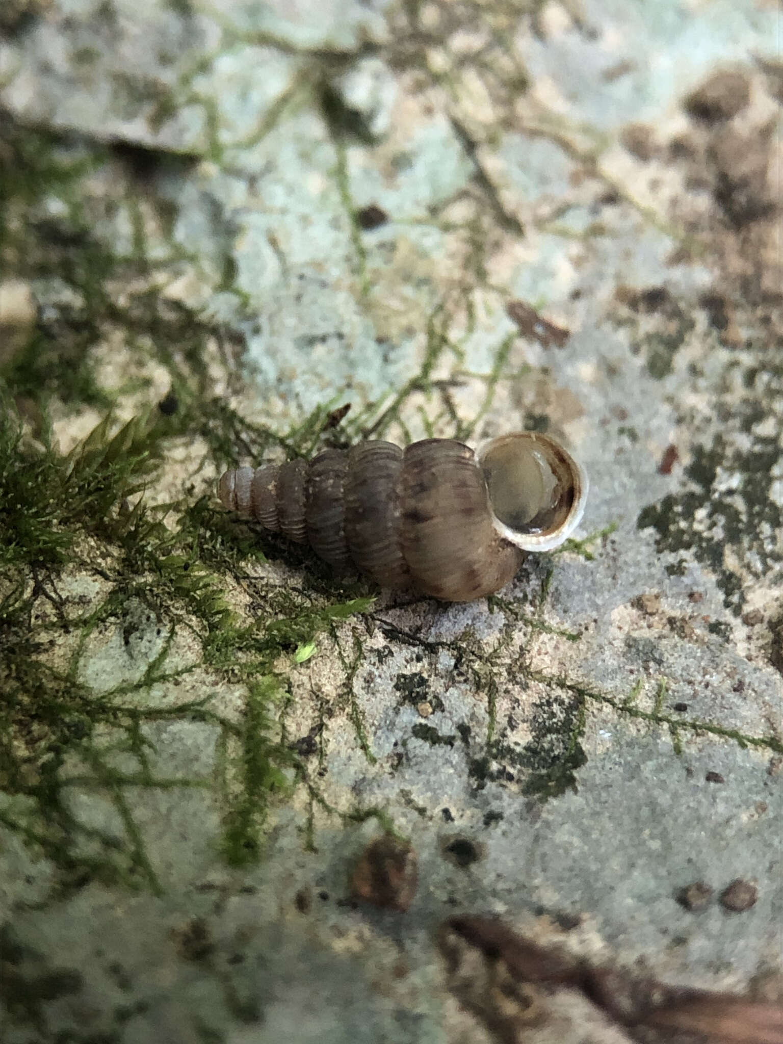 صورة Cochlostoma septemspirale (Razoumowsky 1789)