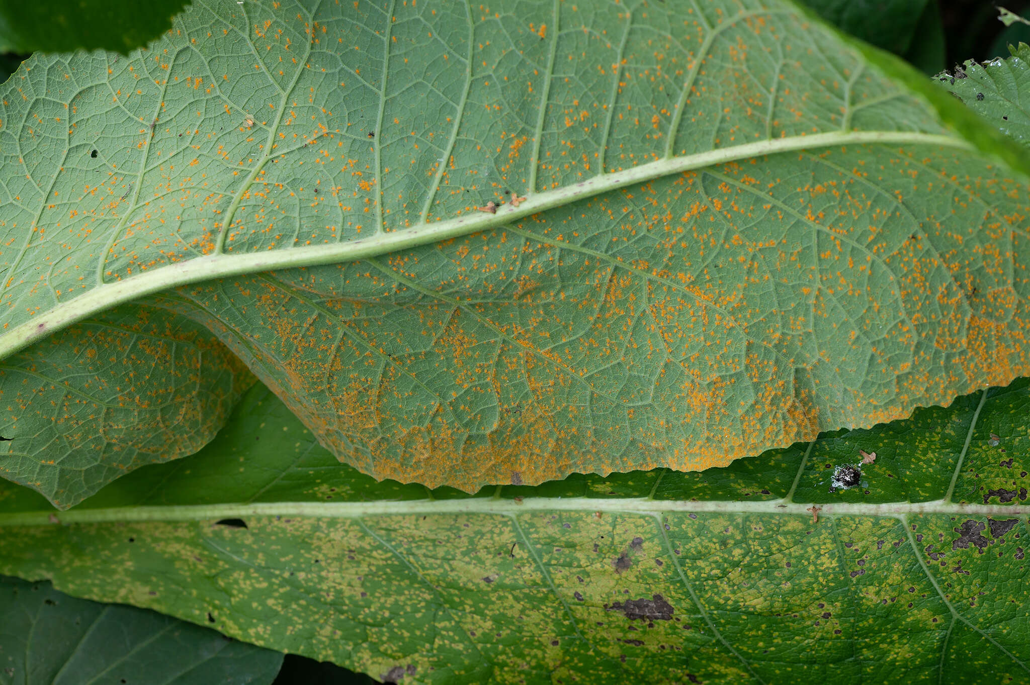 Image of <i>Coleosporium inulae</i>