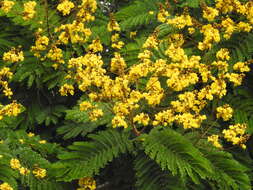 Image of Yellow Flame Tree