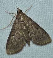 Image of Grass webworm