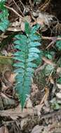 Image de Polystichum prionolepis Hayata