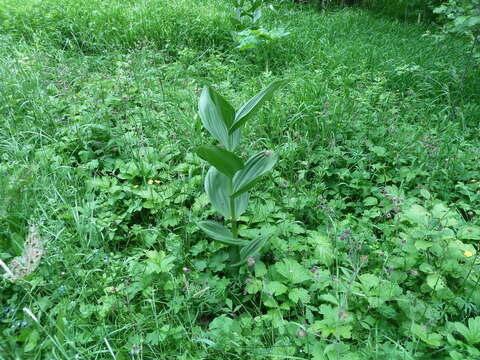 Imagem de Veratrum lobelianum Bernh.