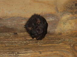 Image of Great Woolly Horsehoe Bat