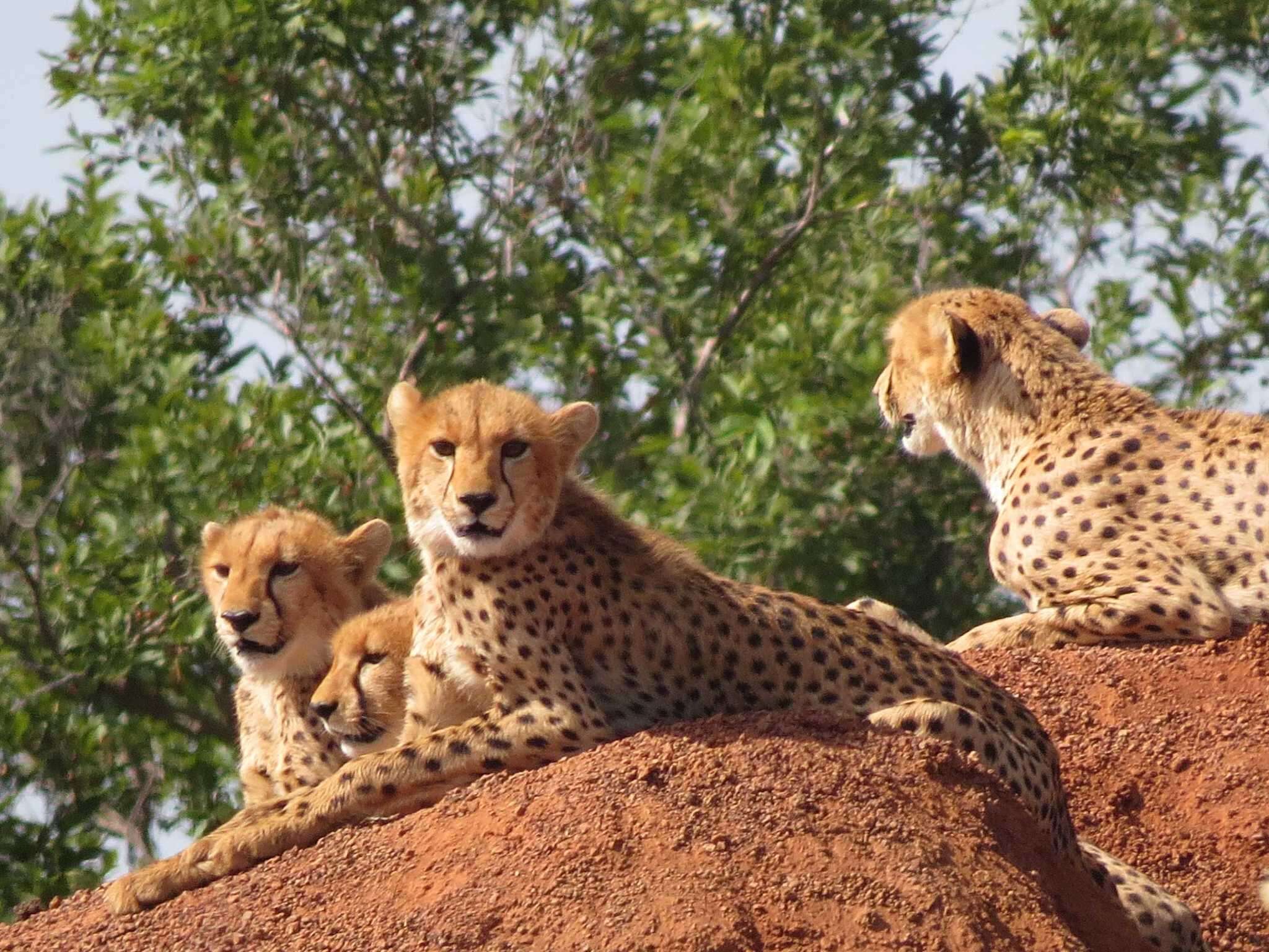 Image of Northwest African Cheetah