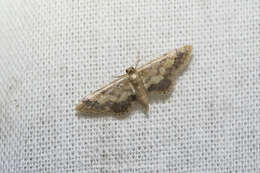 Image of Idaea violacea Hampson 1891