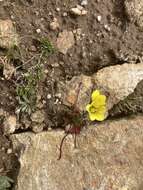 Plancia ëd Saxifraga flagellaris subsp. crandallii (Gand.) Hulten