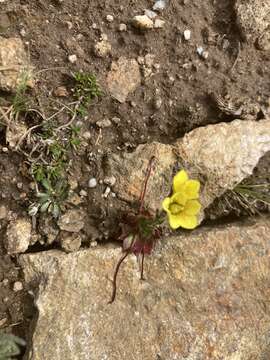 Plancia ëd Saxifraga flagellaris subsp. crandallii (Gand.) Hulten