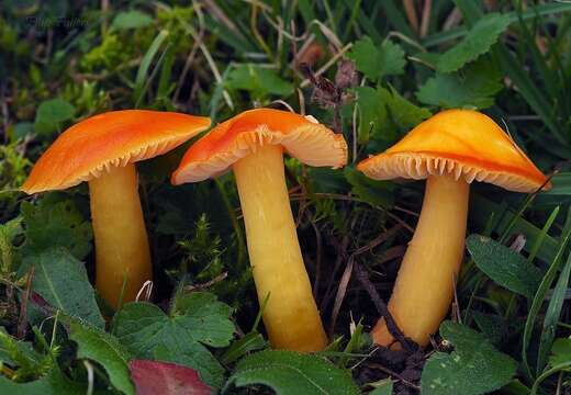 Слика од Hygrocybe aurantiosplendens R. Haller Aar. 1954