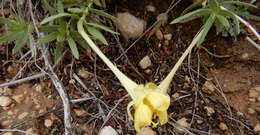 Imagem de Oenothera hartwegii Benth.