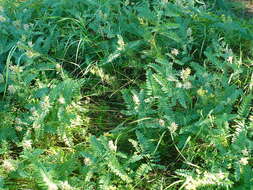 Image of chickpea milkvetch