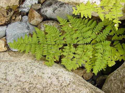 Plancia ëd Myriopteris aemula (Maxon) Grusz & Windham