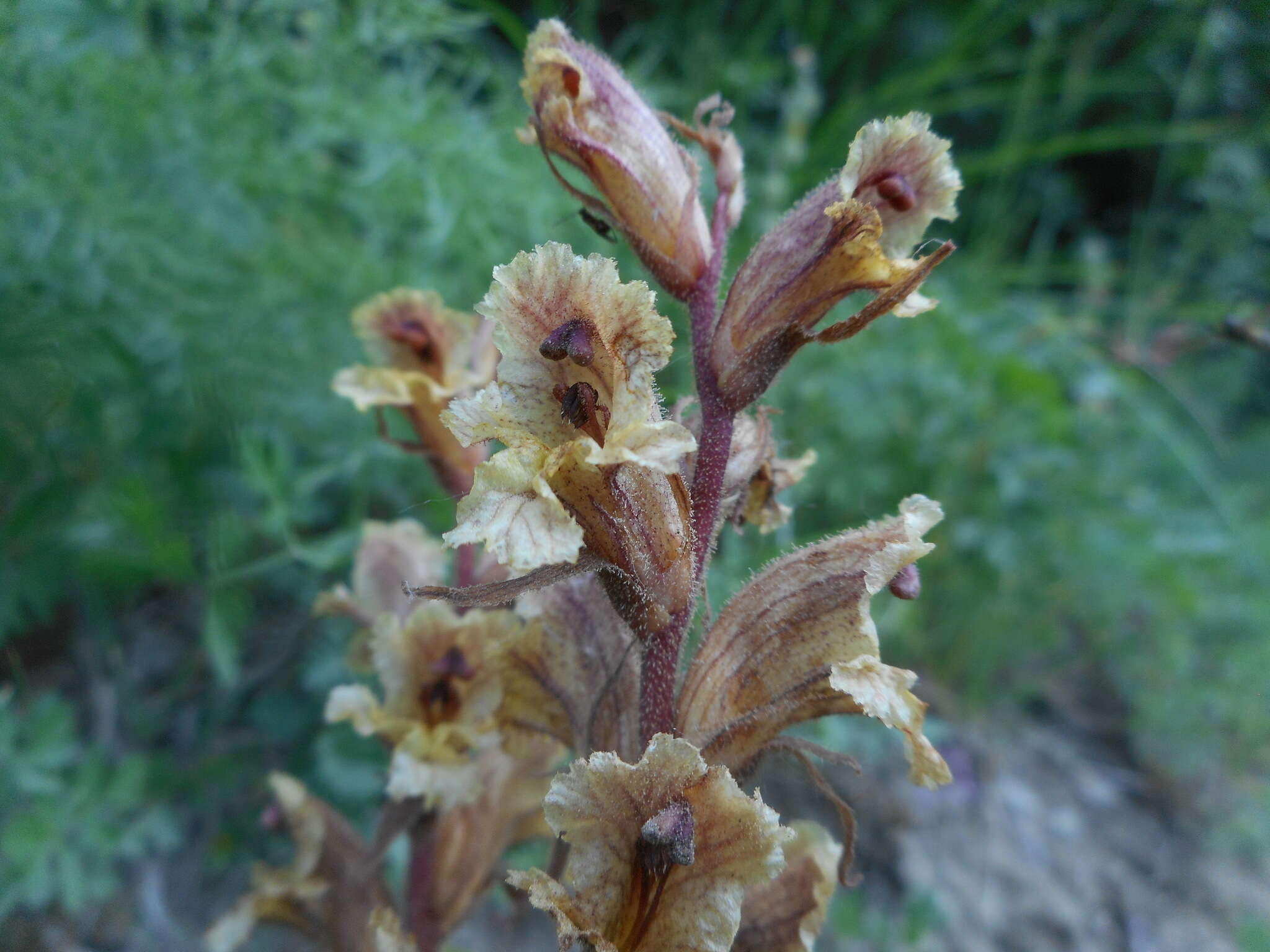 Image of Orobanche alba subsp. alba