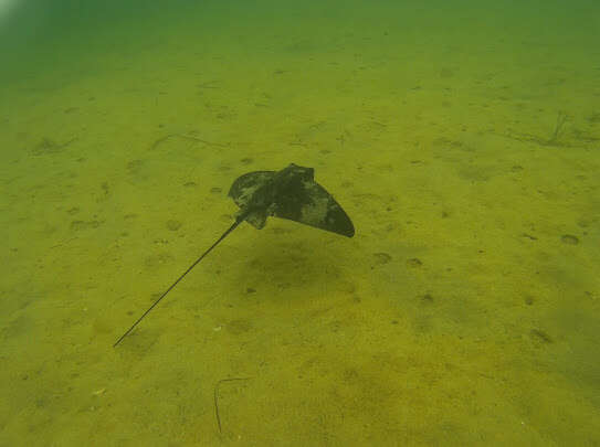 Image of Common Eagle Ray