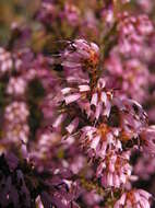 Plancia ëd Erica glabella subsp. glabella