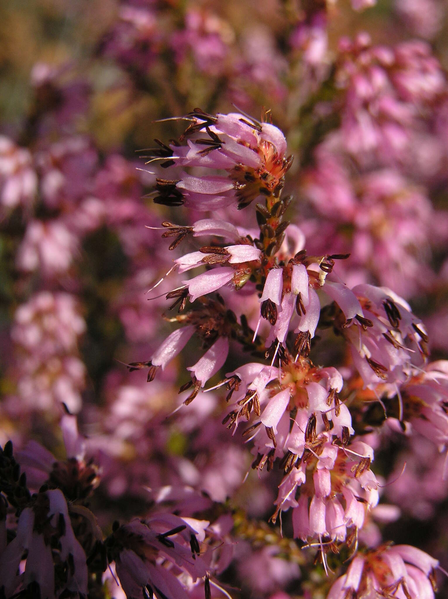 Plancia ëd Erica glabella subsp. glabella