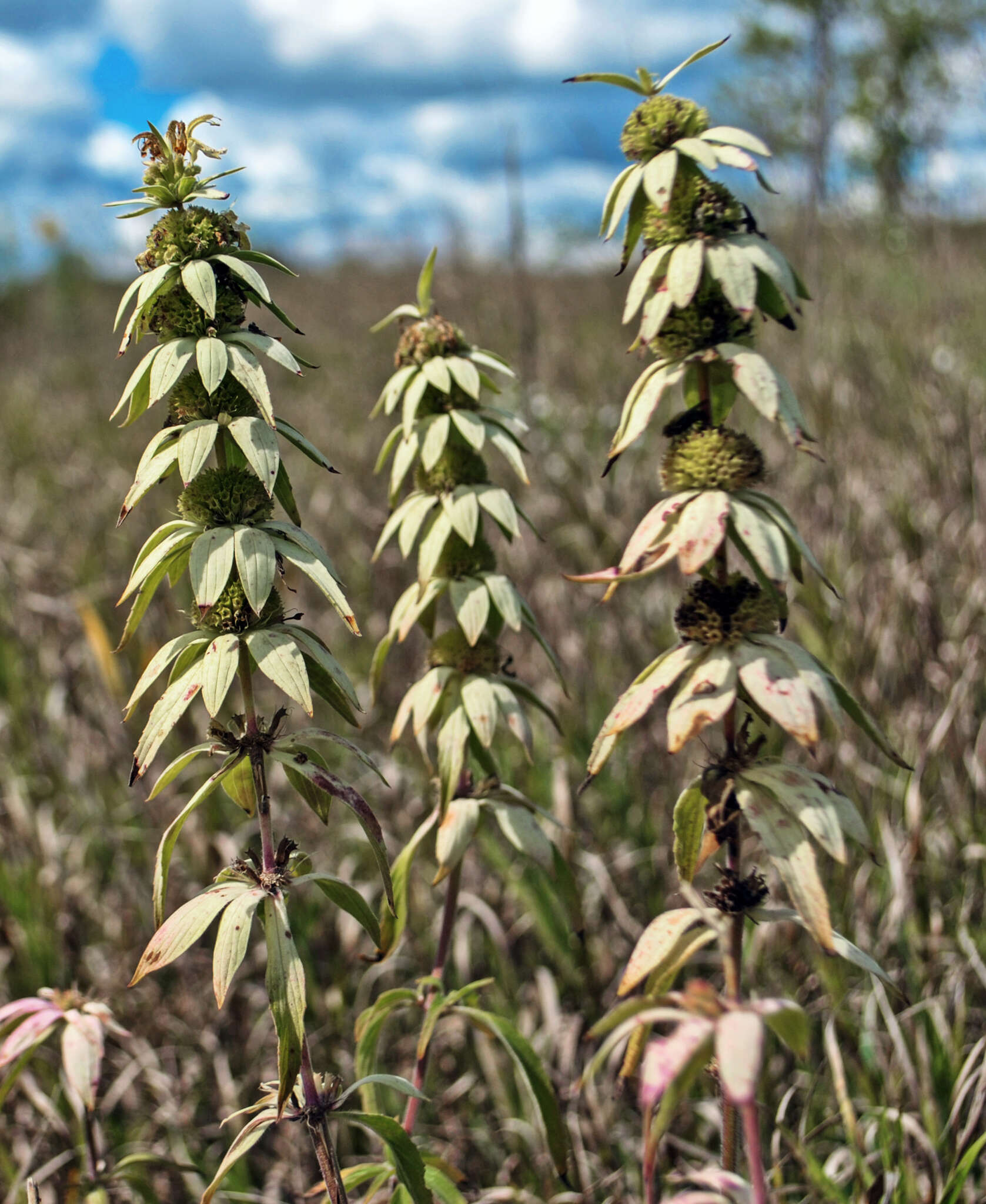 Image of spotted beebalm