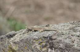 Image of Tiger Pacific Iguana